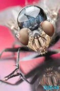 微距摄影|昆虫与苍蝇的眼睛